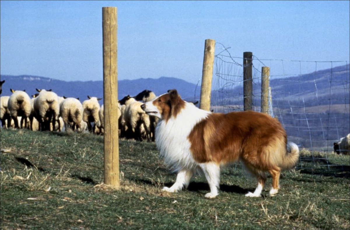 Lassie once called Tazewell County home, News
